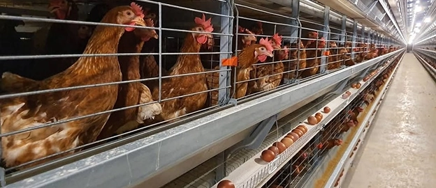 A Chicken Farm Interior Featuring Cages Filled With Chickens And Trays Of Eggs