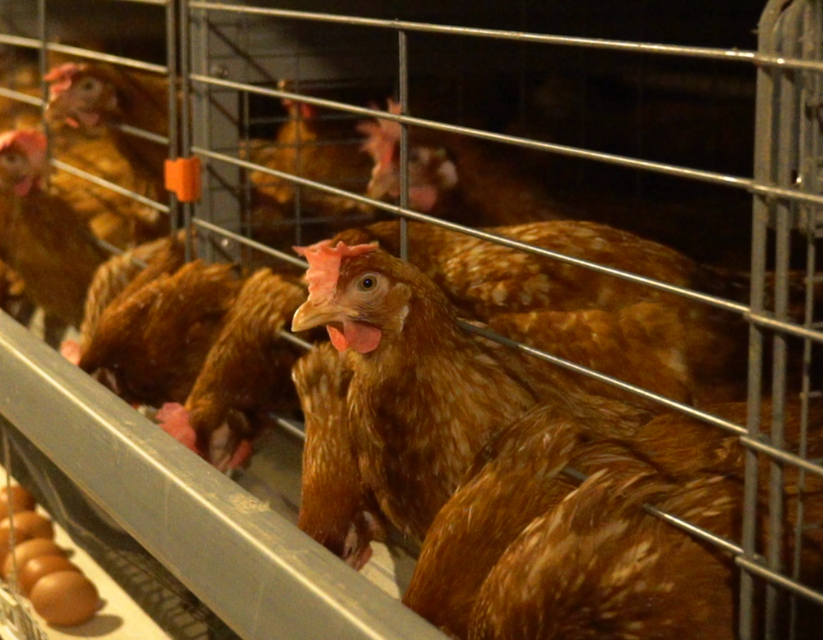 A Group Of Chickens In A Cage Inside A Barn