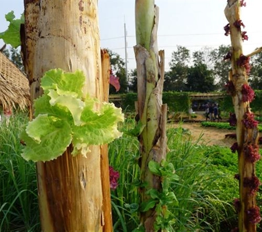 A Vegetable Garden Featuring Plants Growing On Poles