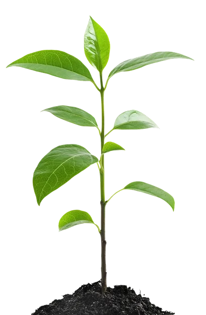 A Young Green Plant Emerging From Dark Soil