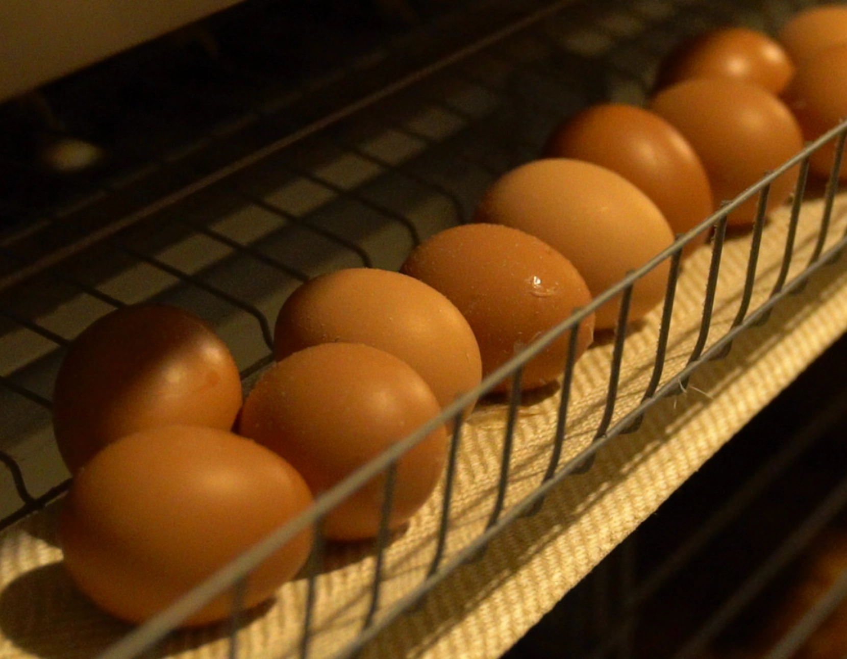Fresh Eggs Stored In A Wire Basket