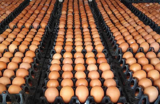 Stacked Crates Of Eggs Are Displayed In A Well Organized Warehouse Setting